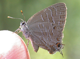 Striped Hairstreak